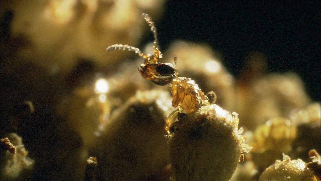 Close-up of an ant.