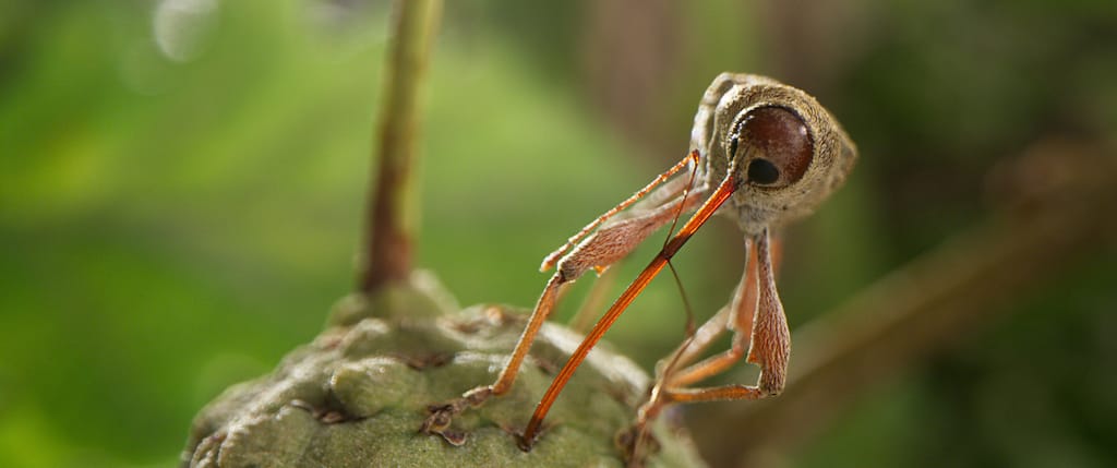 Close-up of an insect climbing up a tree.