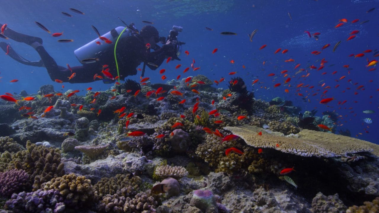 A diver swimming across corals.