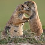 prairie dog rescue