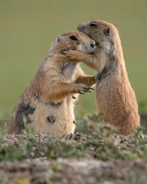 prairie dog rescue