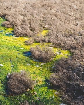 Marshes by Madeline Cass