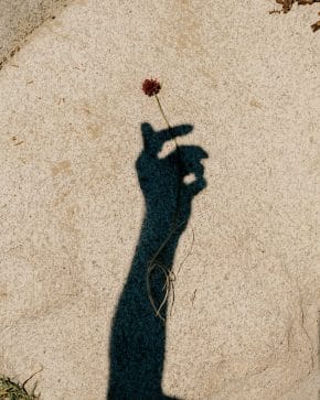 Photograph of a flower lying on a rock in harsh sunlight, with the shadow of a person's hand cast over it, so it looks as if the shadow of the hand is holding the flower.