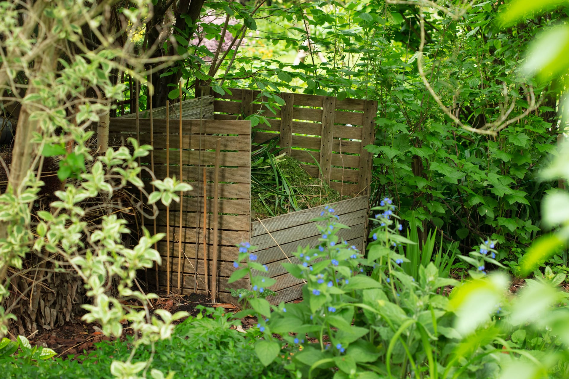 A compost heap
