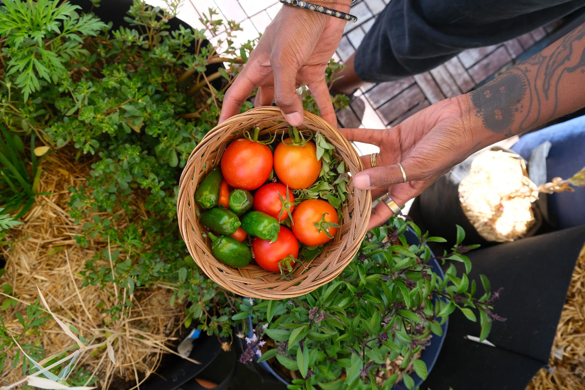 Tomatoes and peppers in a basket. Small space gardening