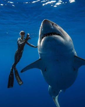 ocean ramsey with a big shark whisperer
