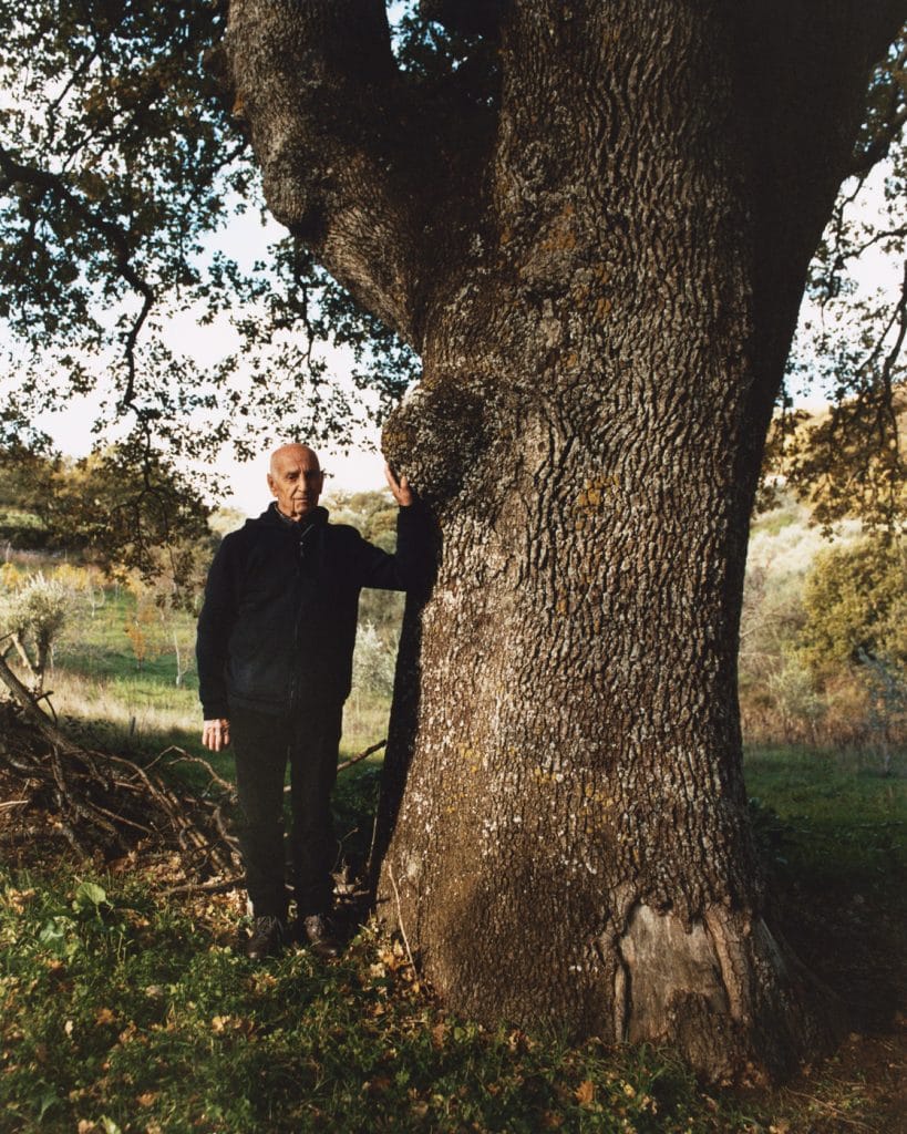 tree