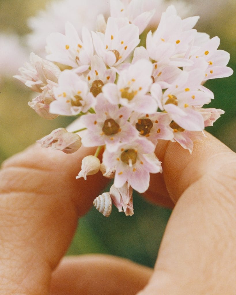 edible flowers