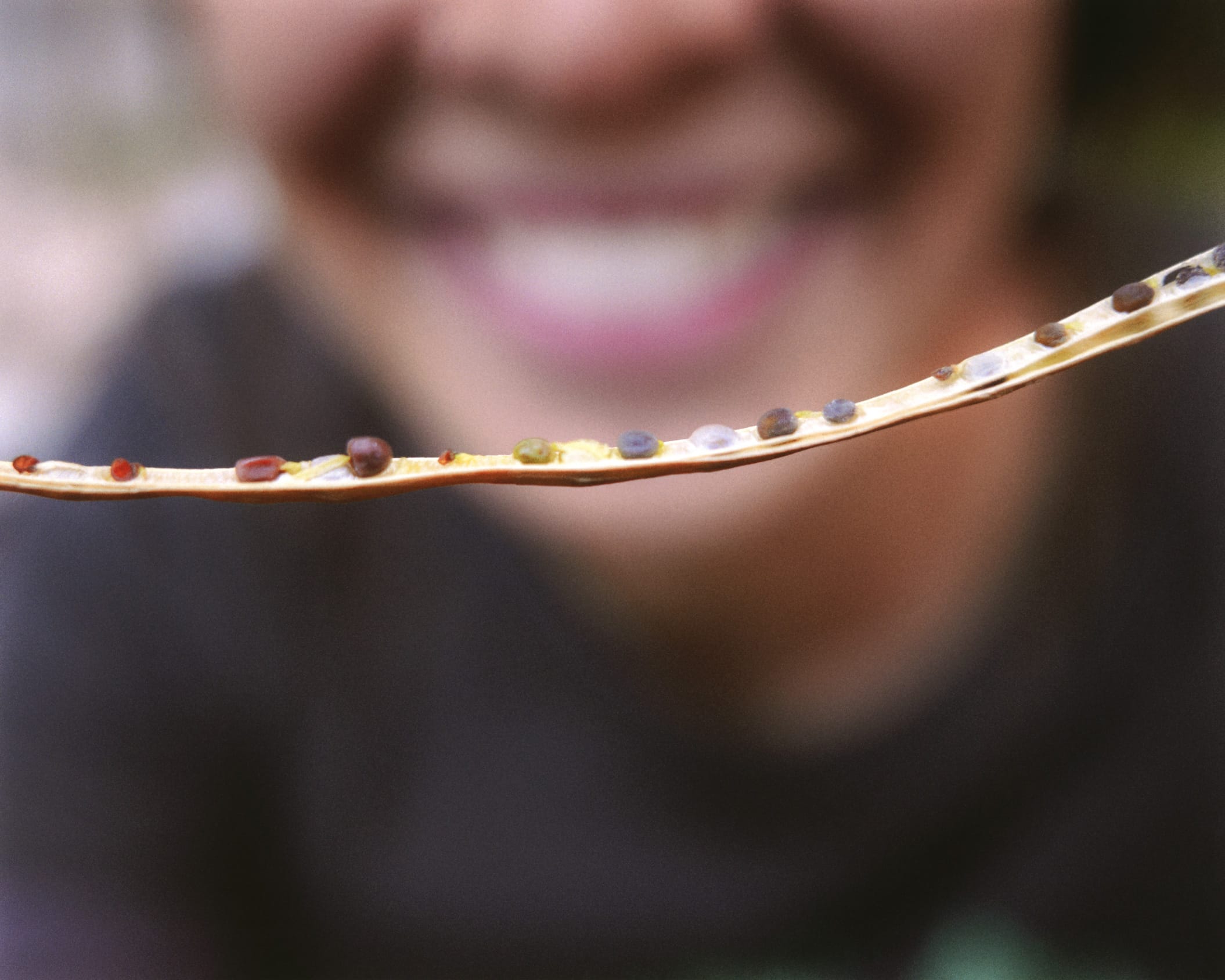 seeds