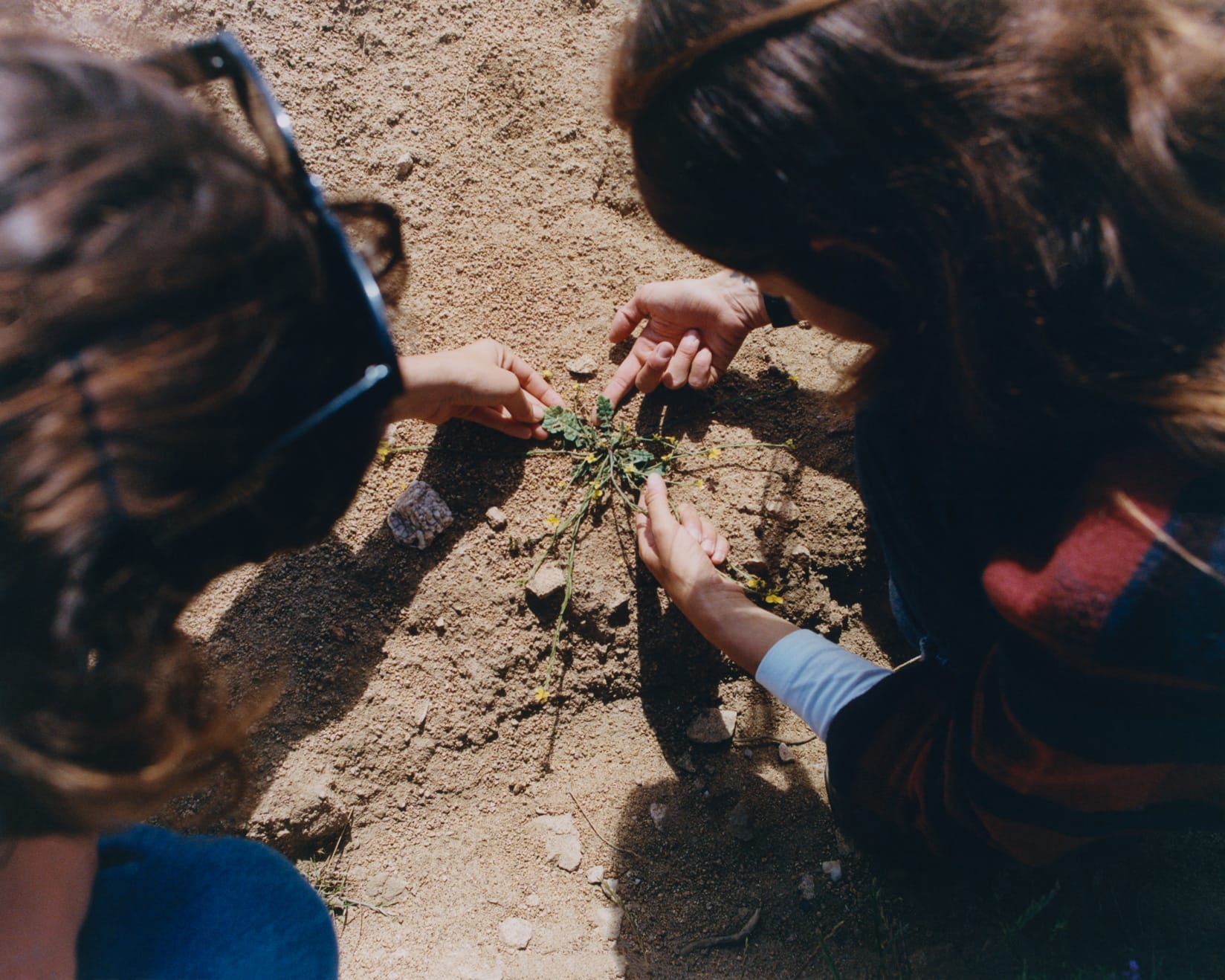 plant