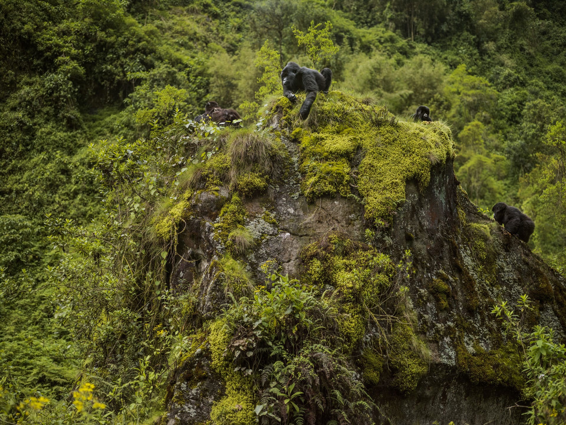 A group of gorillas sitting on top of a boulder. Tehanu