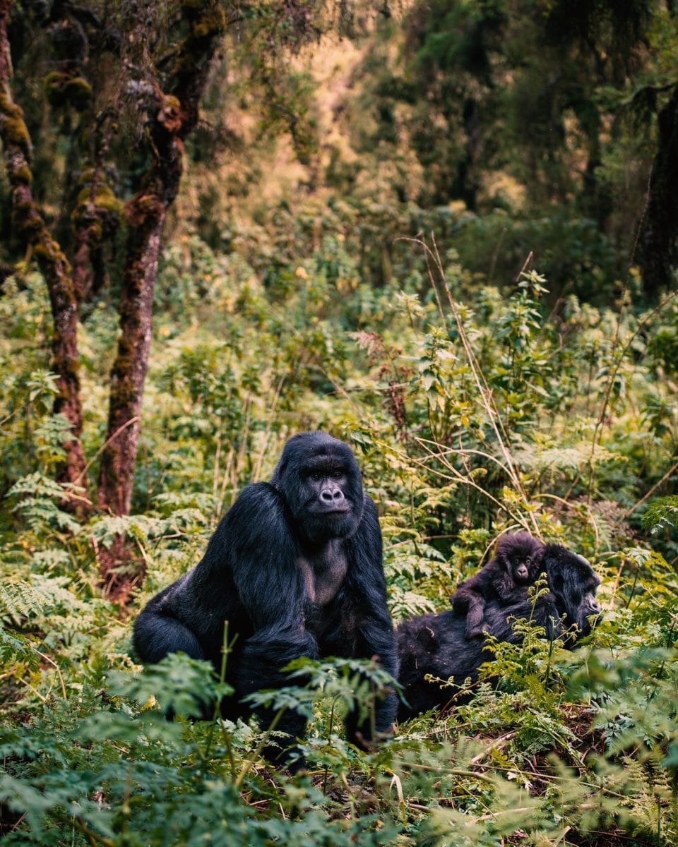 Two gorillas sitting in the jungle. Tehanu