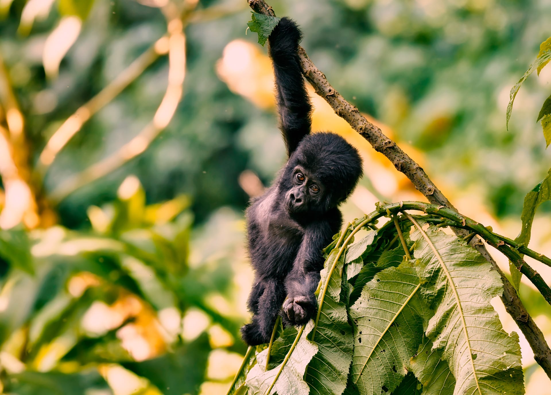 Baby gorilla hanging from a tree. Tehanu
