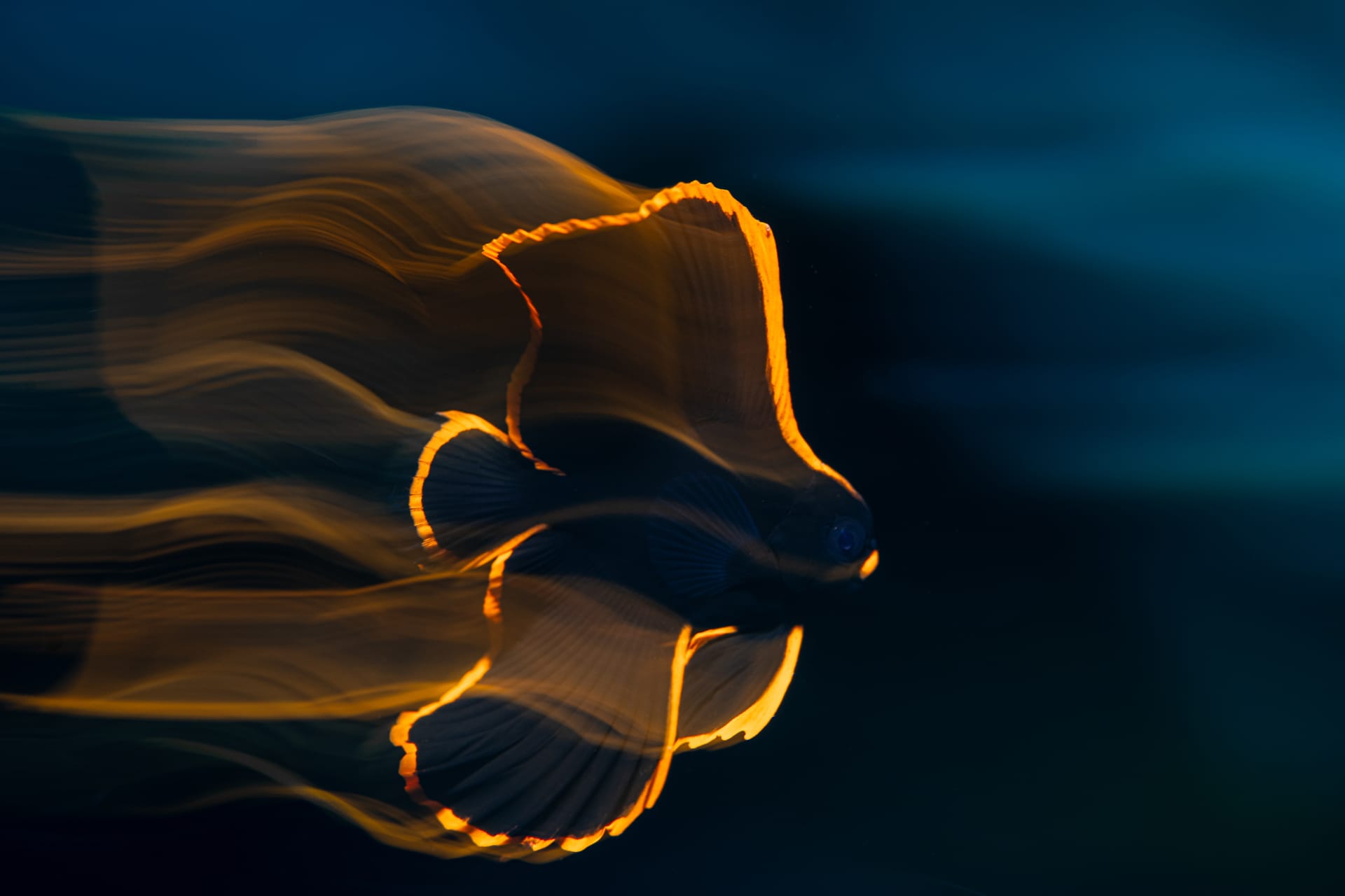 Juvenile pinnate batfish. Ocean photographer