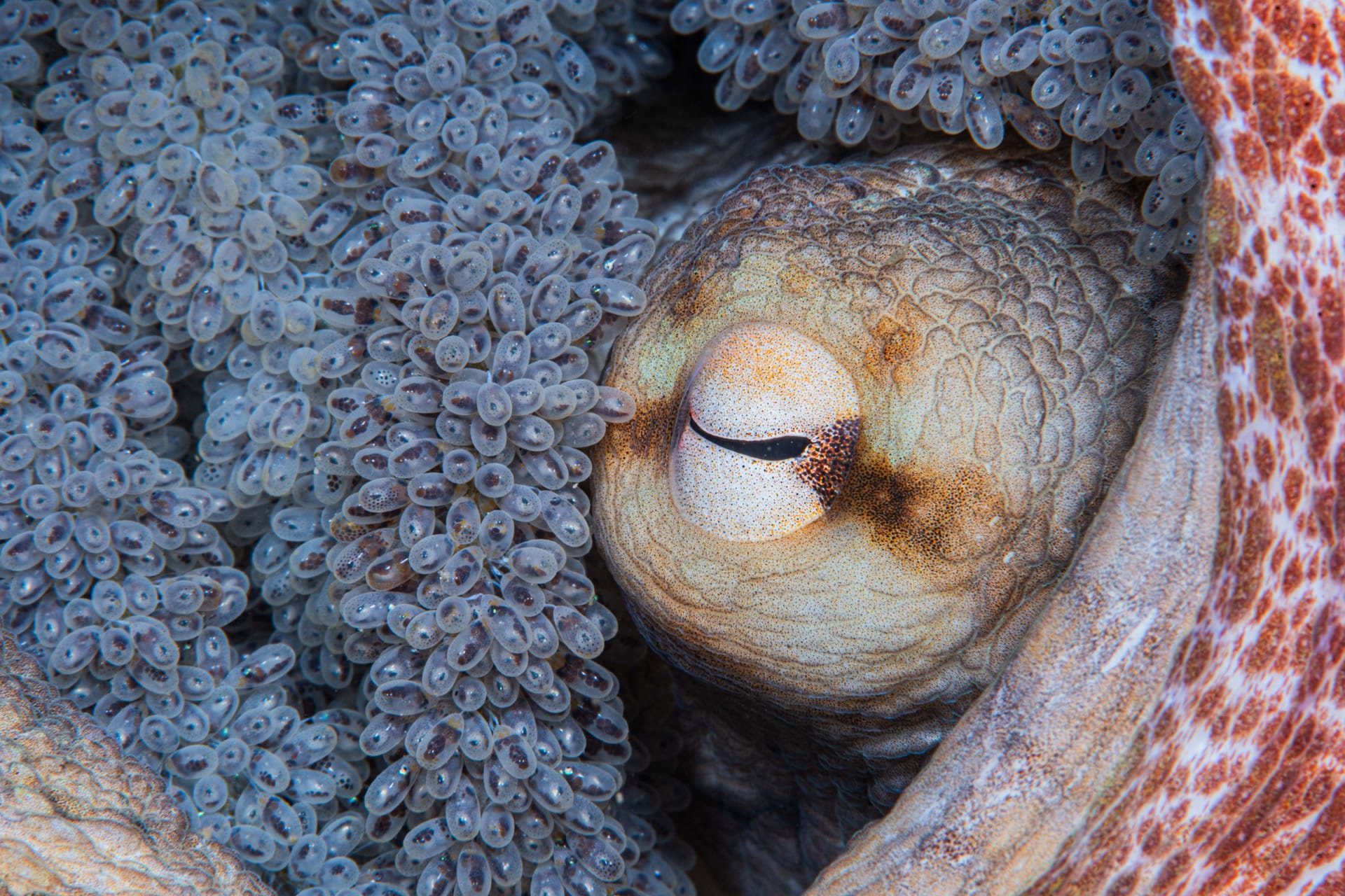 Octopus eggs