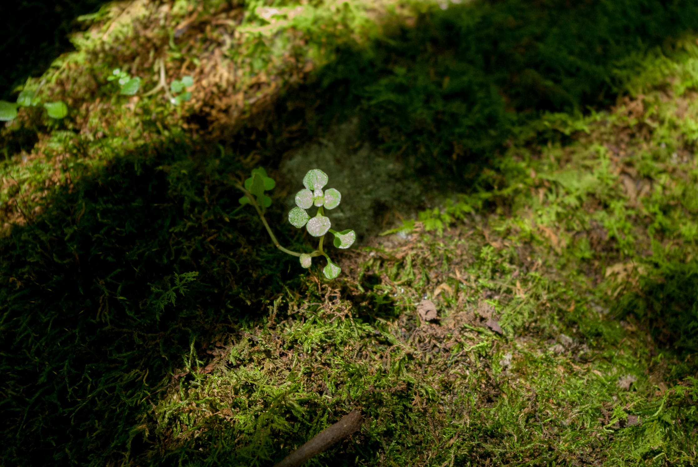 A tiny green plant glows in sunlight on a mossy forest floor.