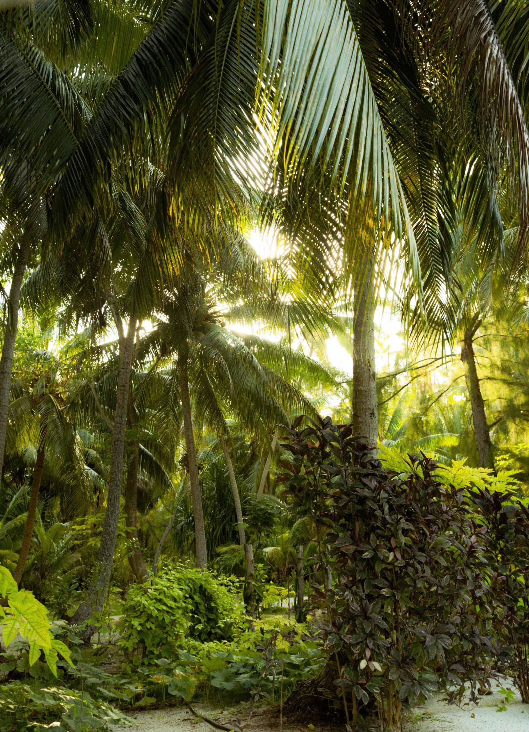 Tetiaroa near tahiti