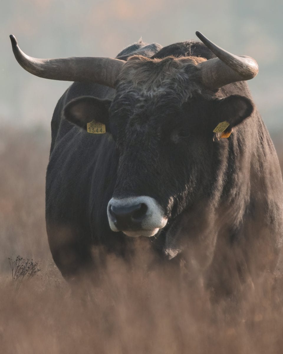 bull