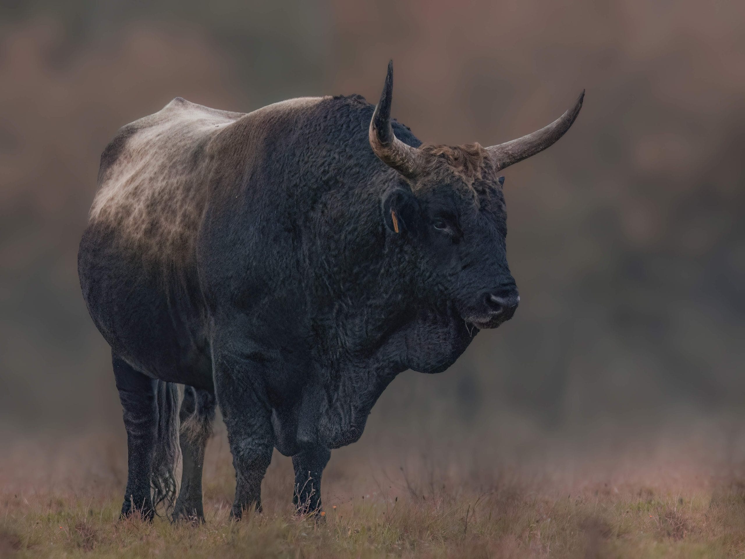 Bull in DK