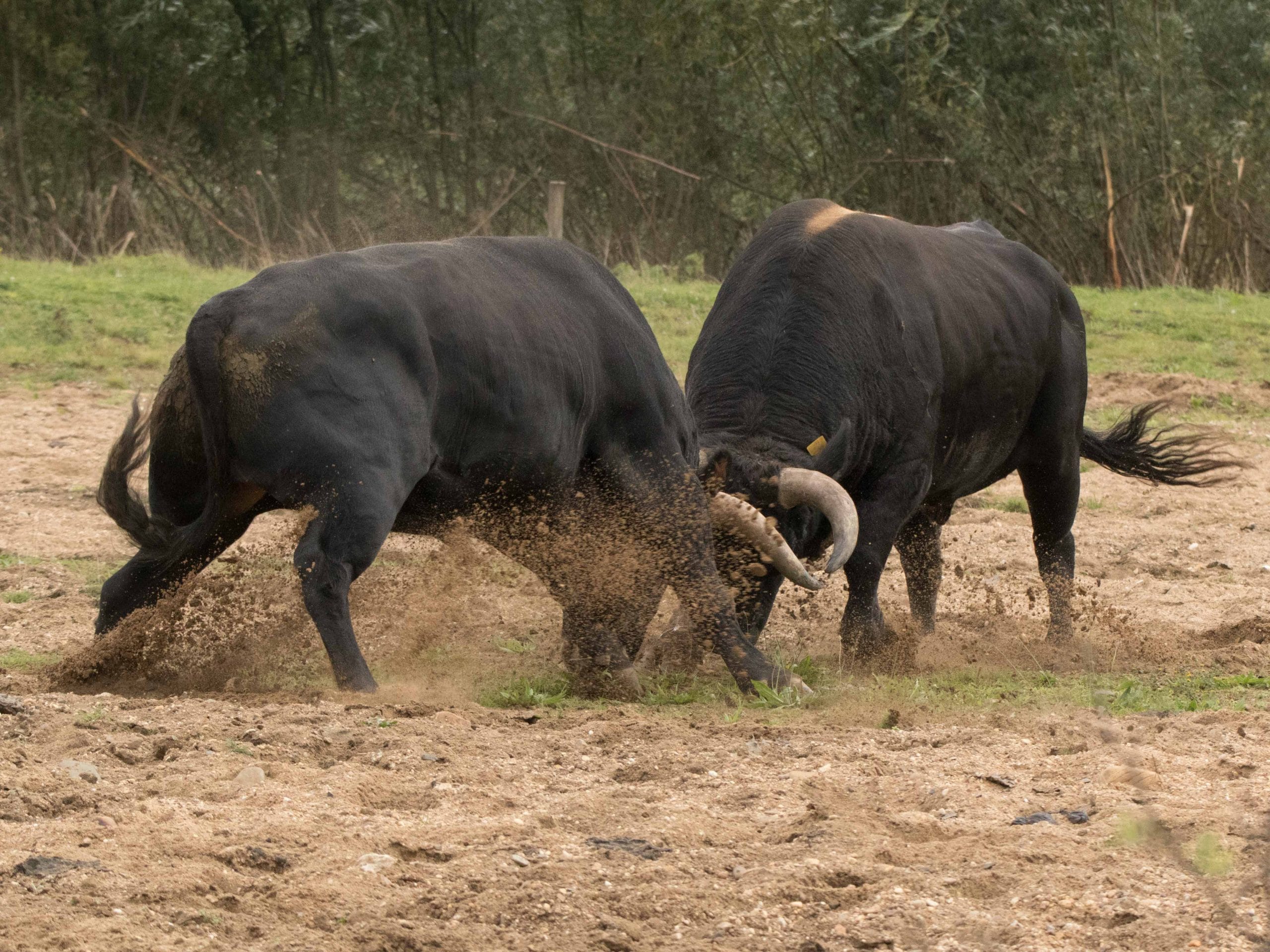 Fight bull