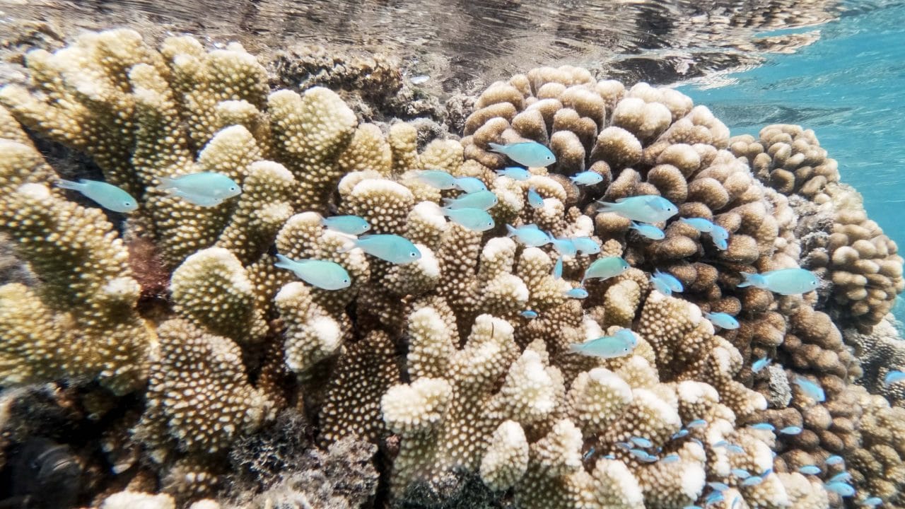 Cora reefs