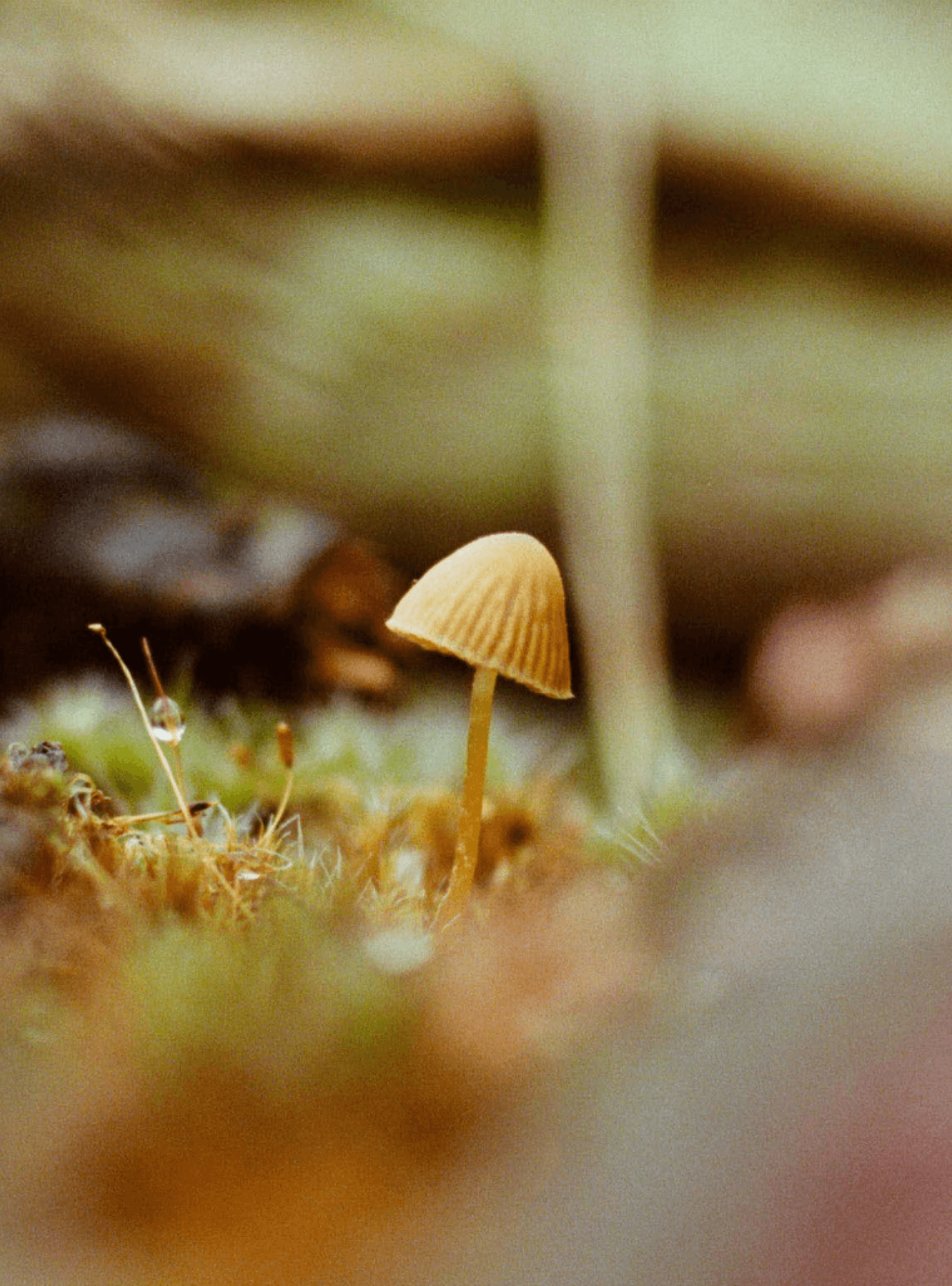 Mushroom