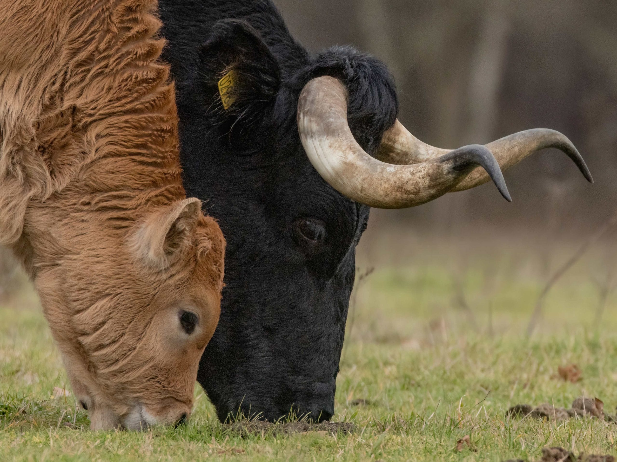 Grazing