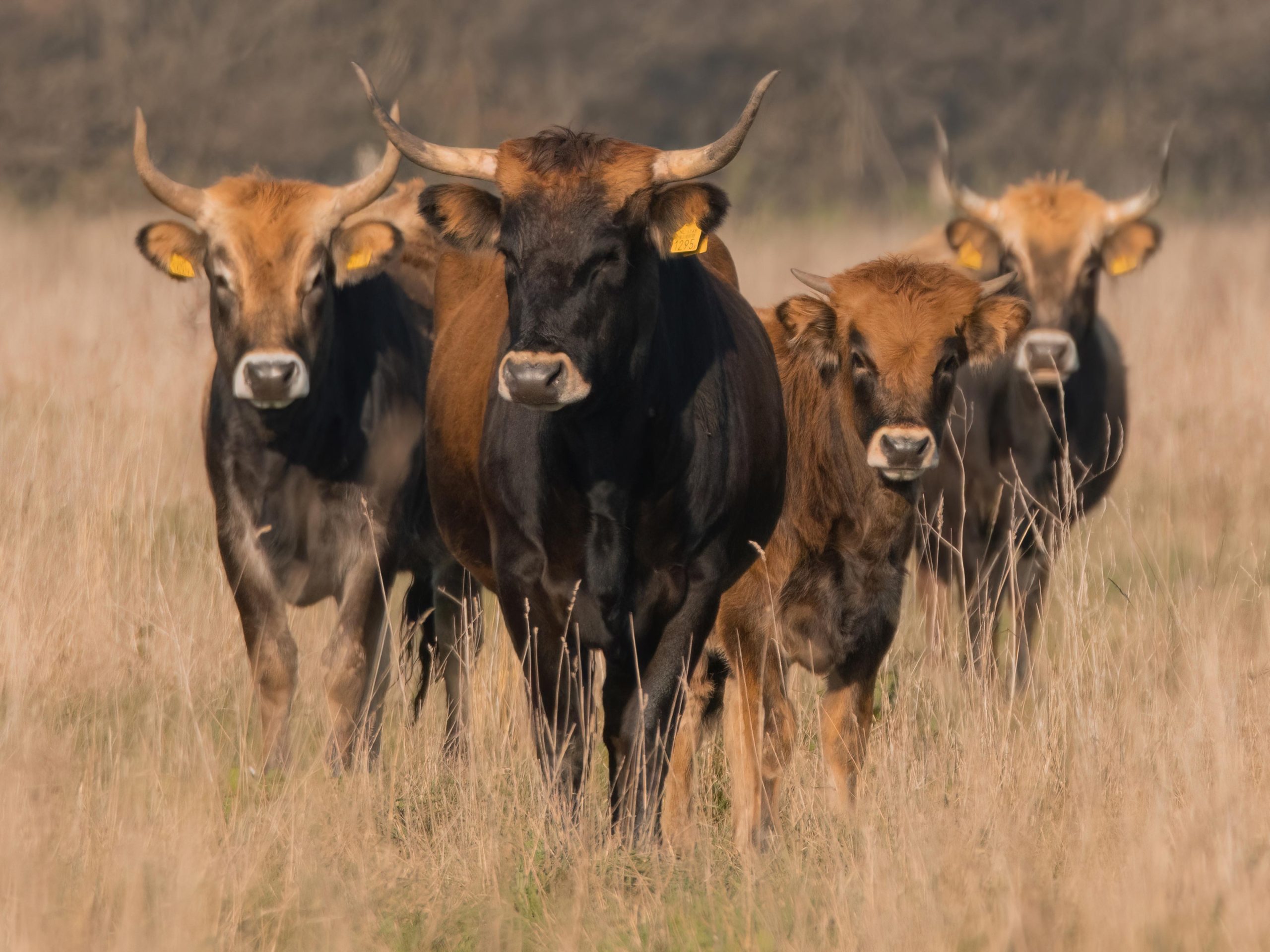 Tauros