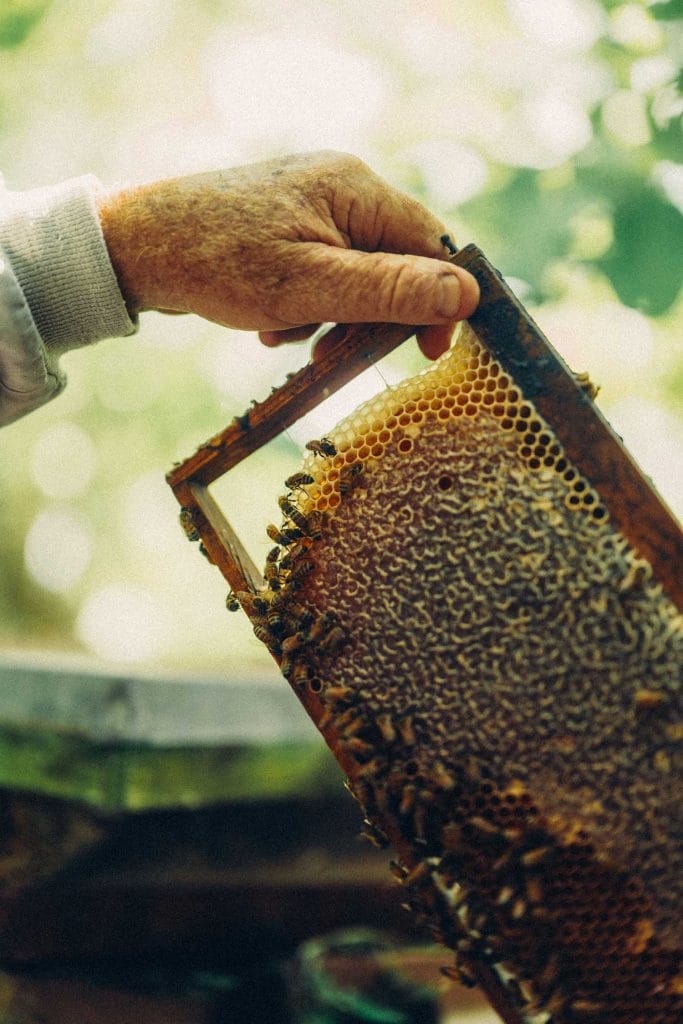 Honey Wax