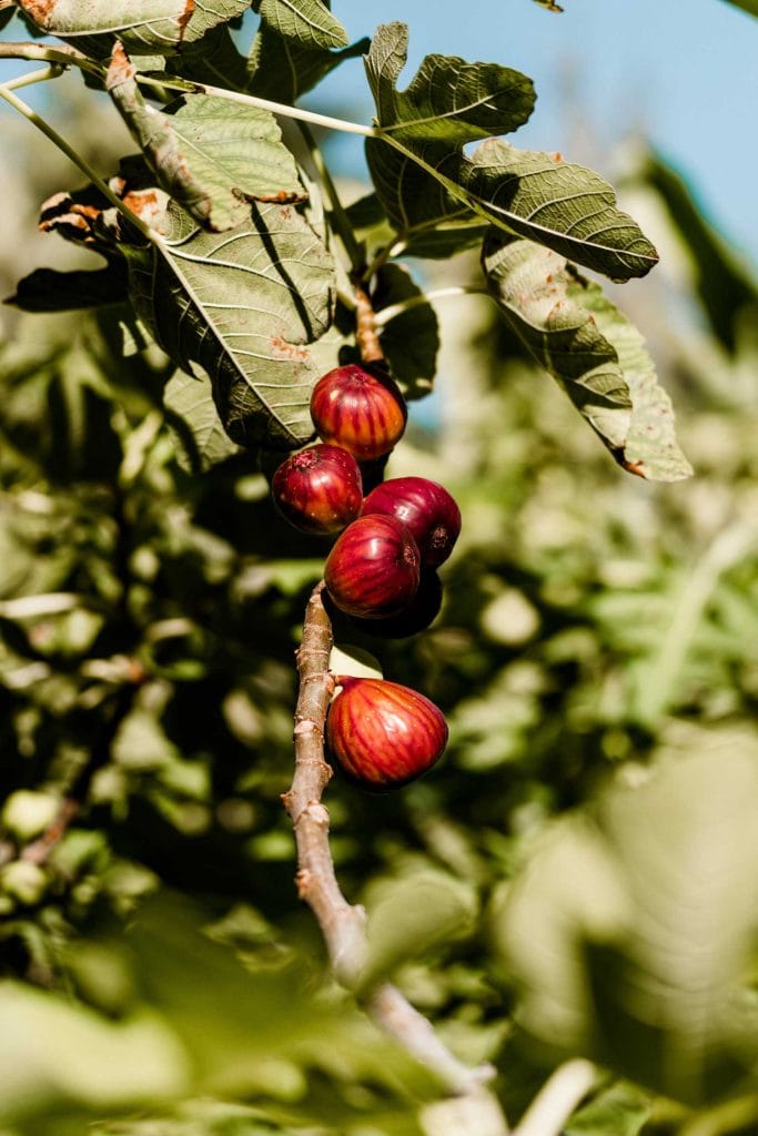 Tropical fruit