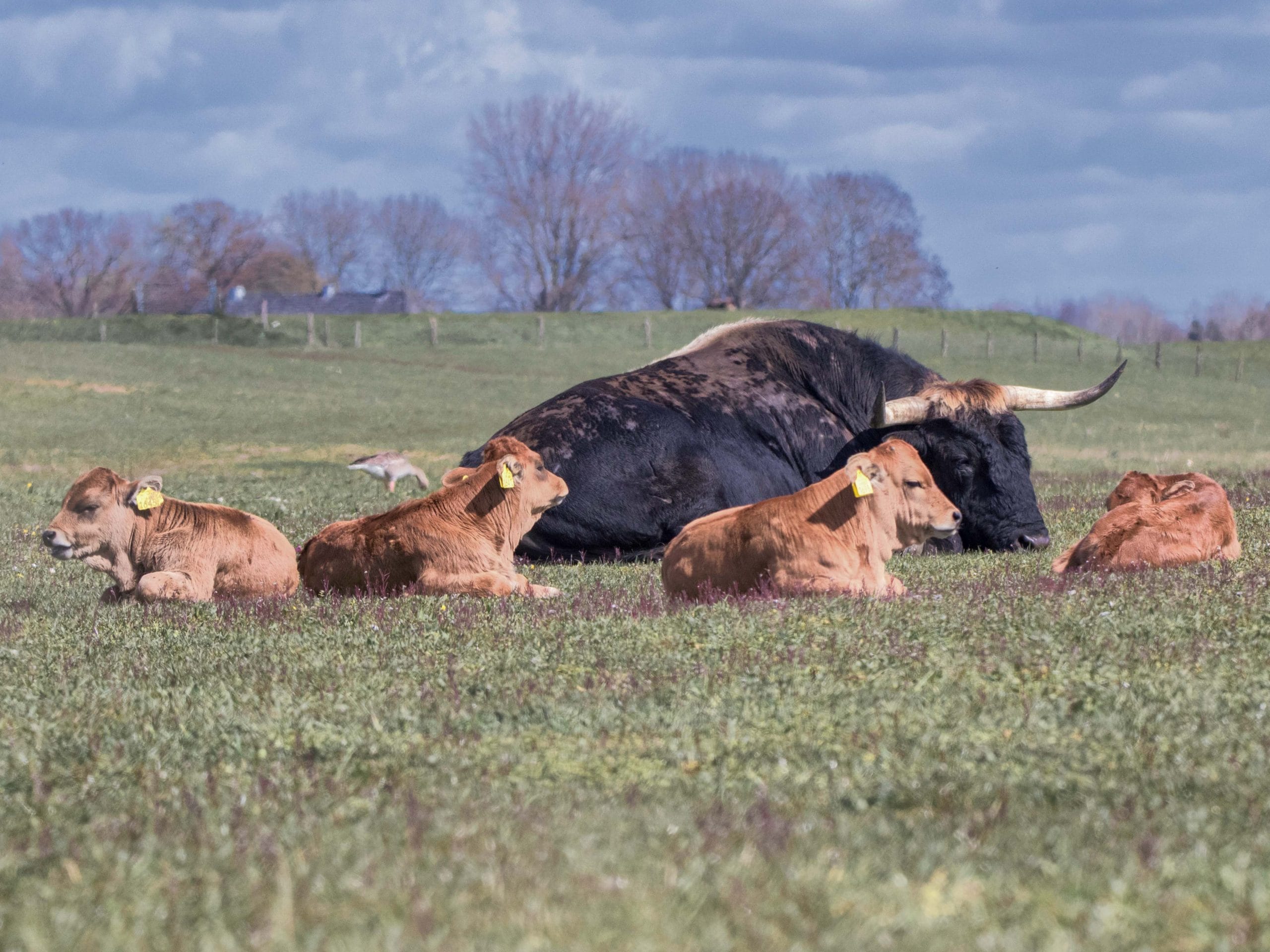 Ox family