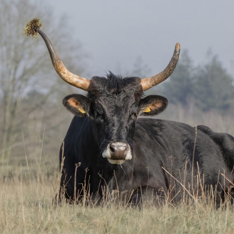 ox