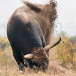 bullpit