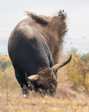bullpit
