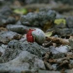 Strawberry Hermit