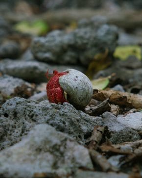 Strawberry Hermit