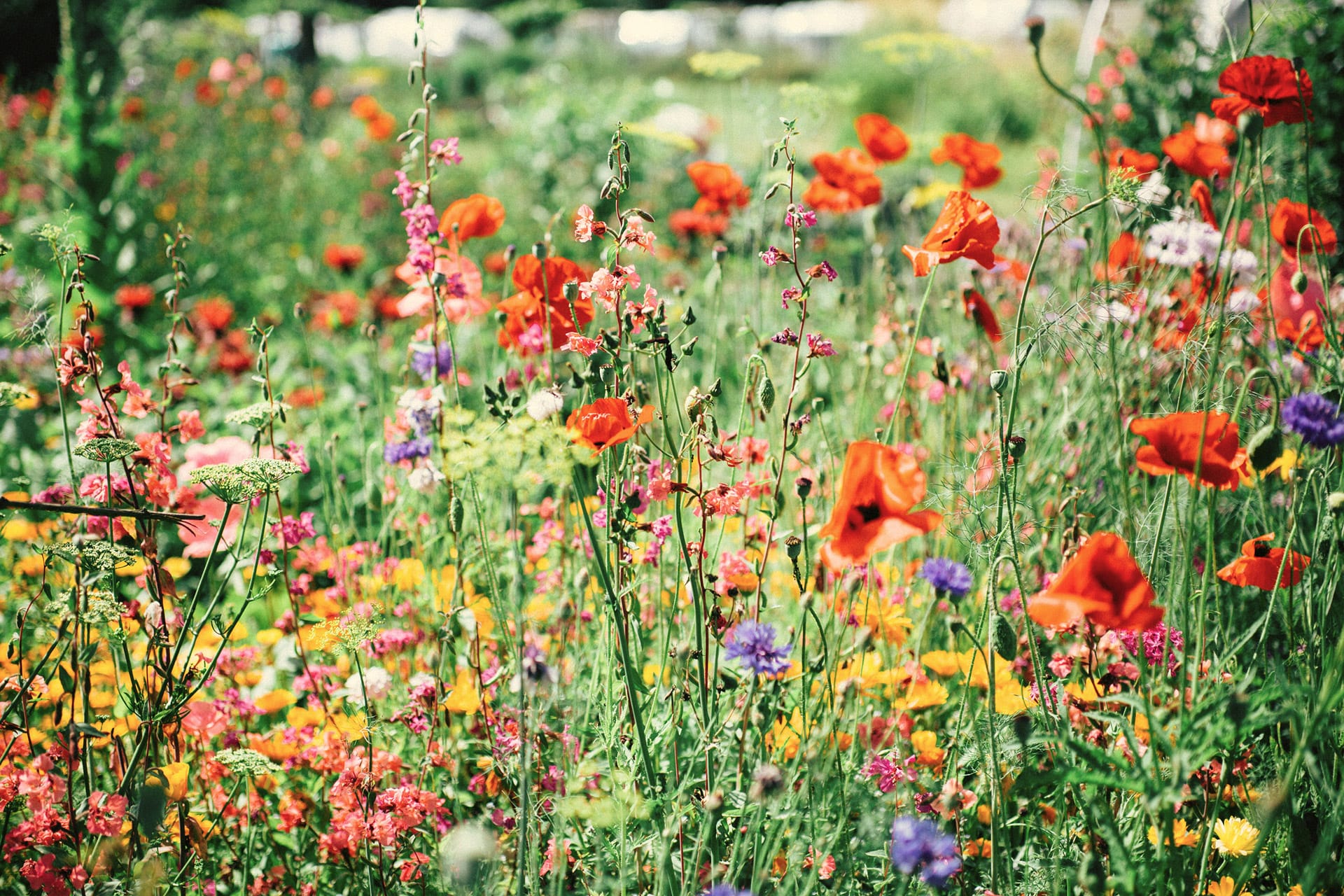wild flowers