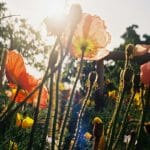 WildFlowers