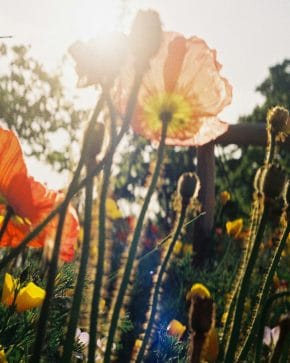 WildFlowers