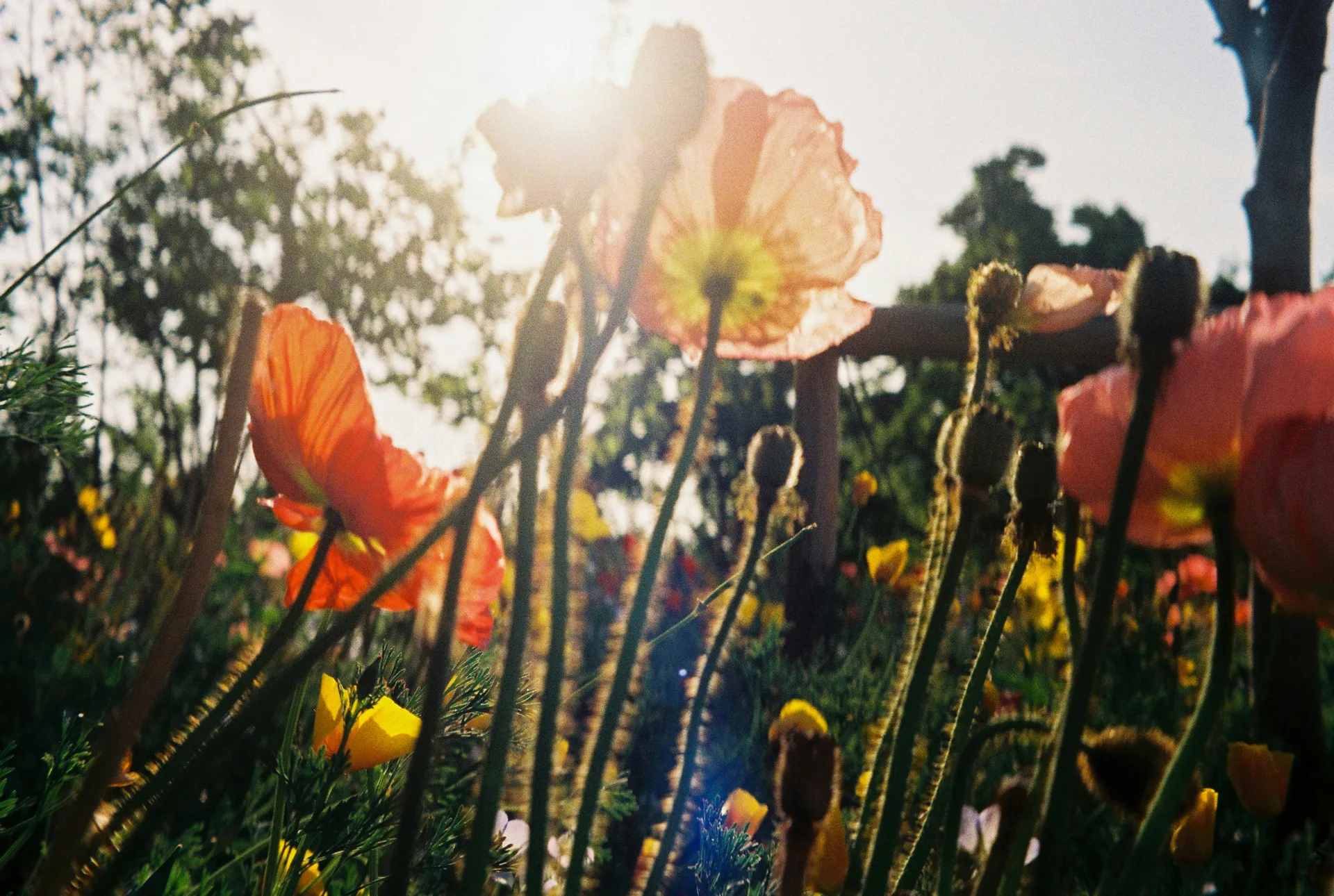 My garden just got wild