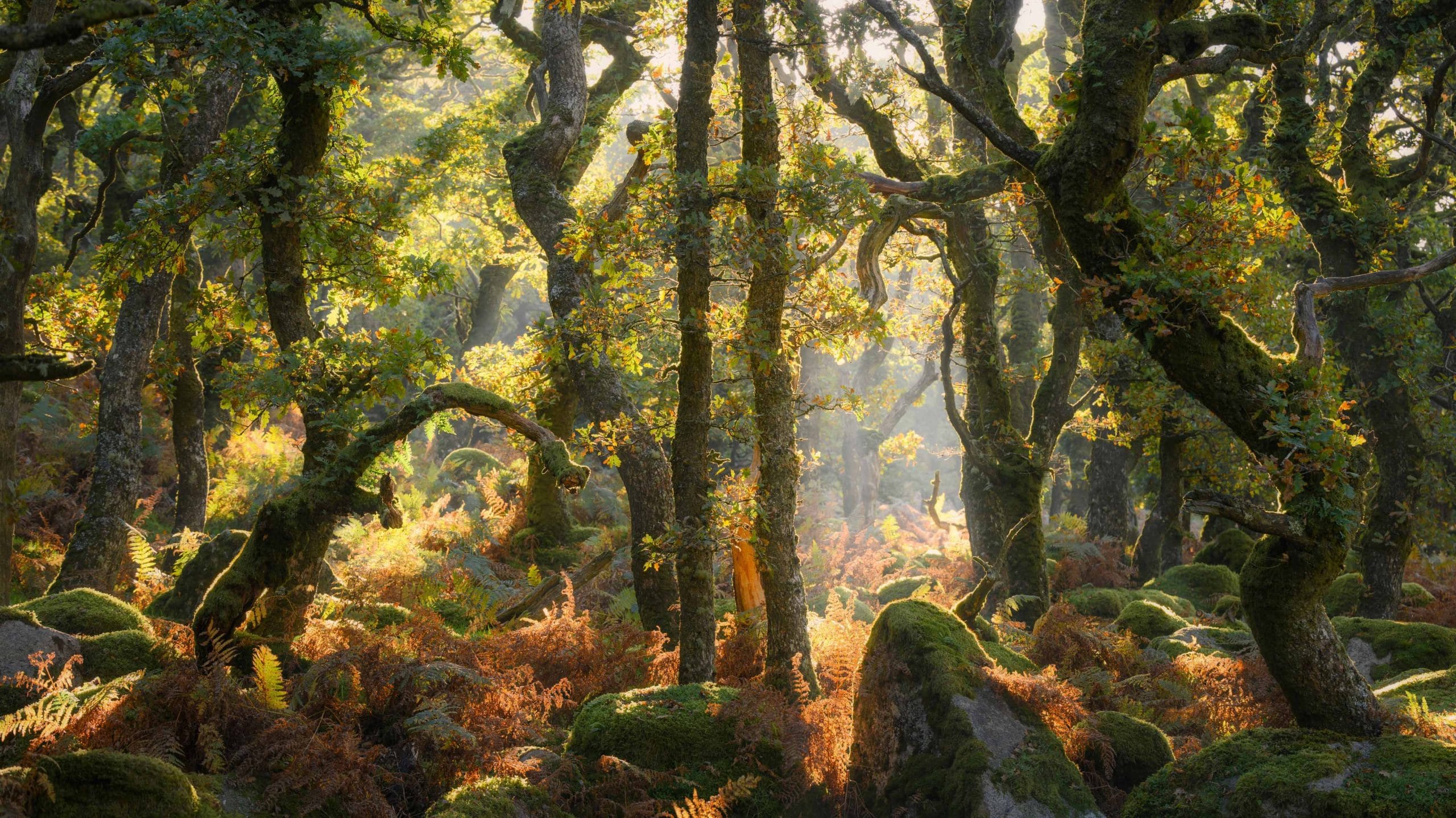 Forest
