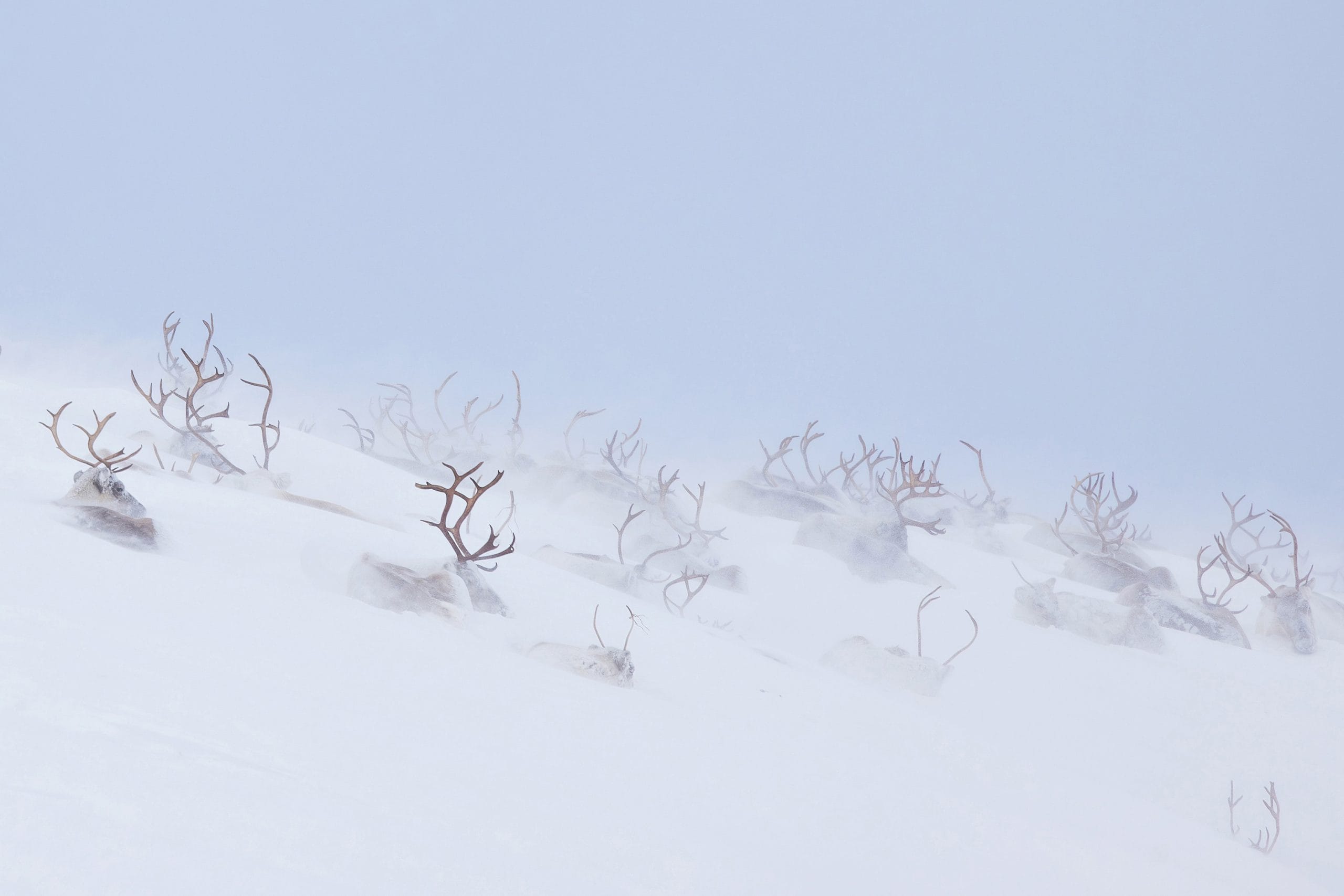Reindeers