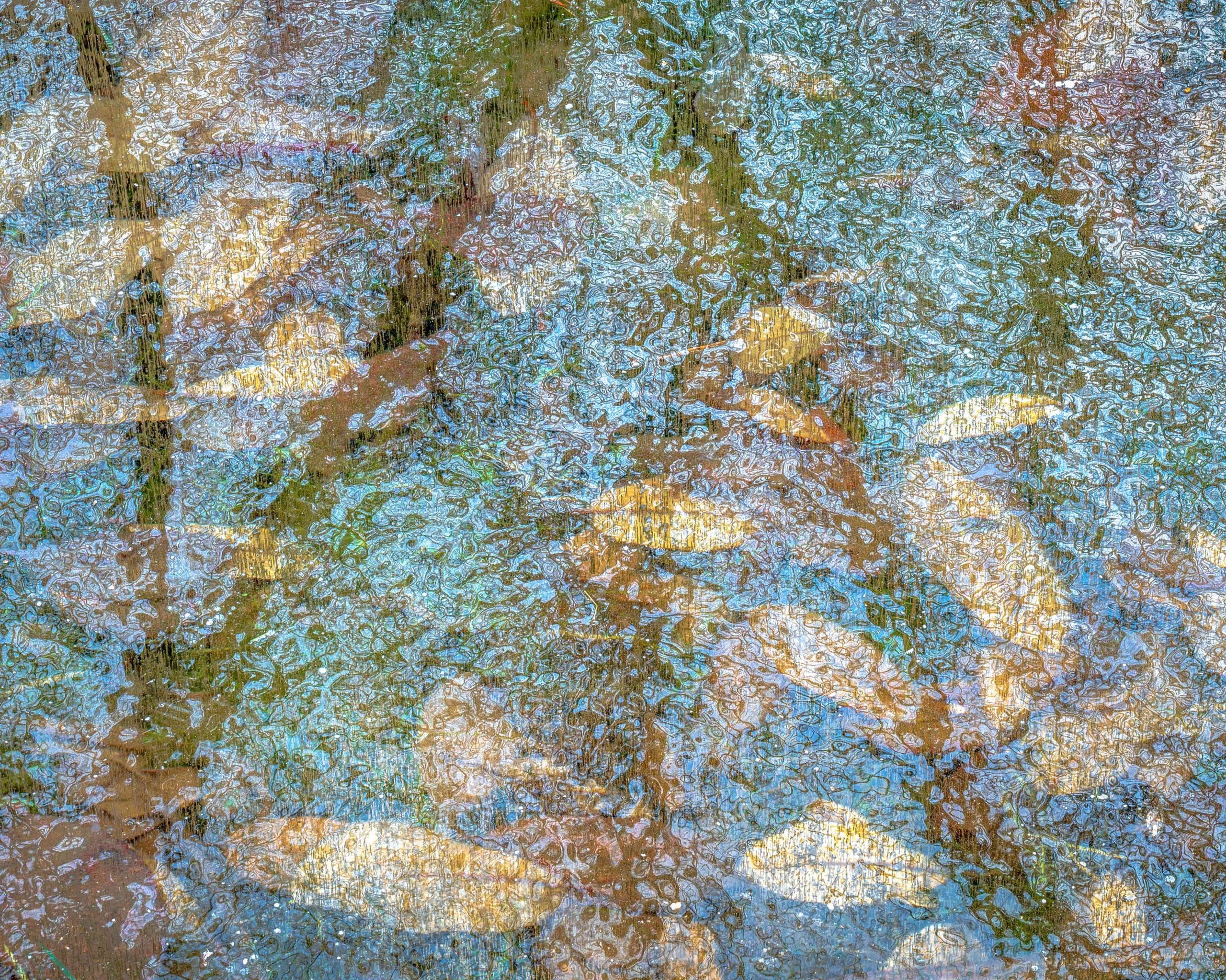 Pond