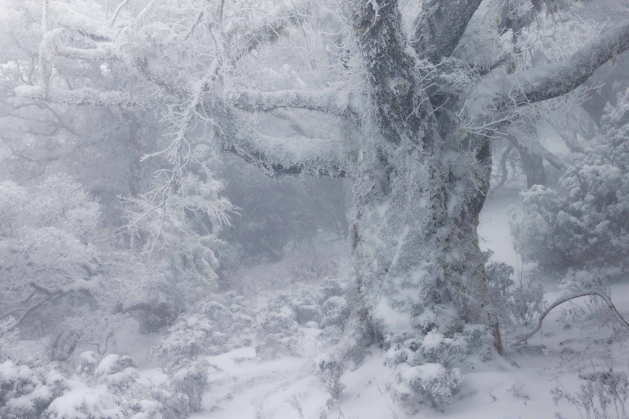Frost