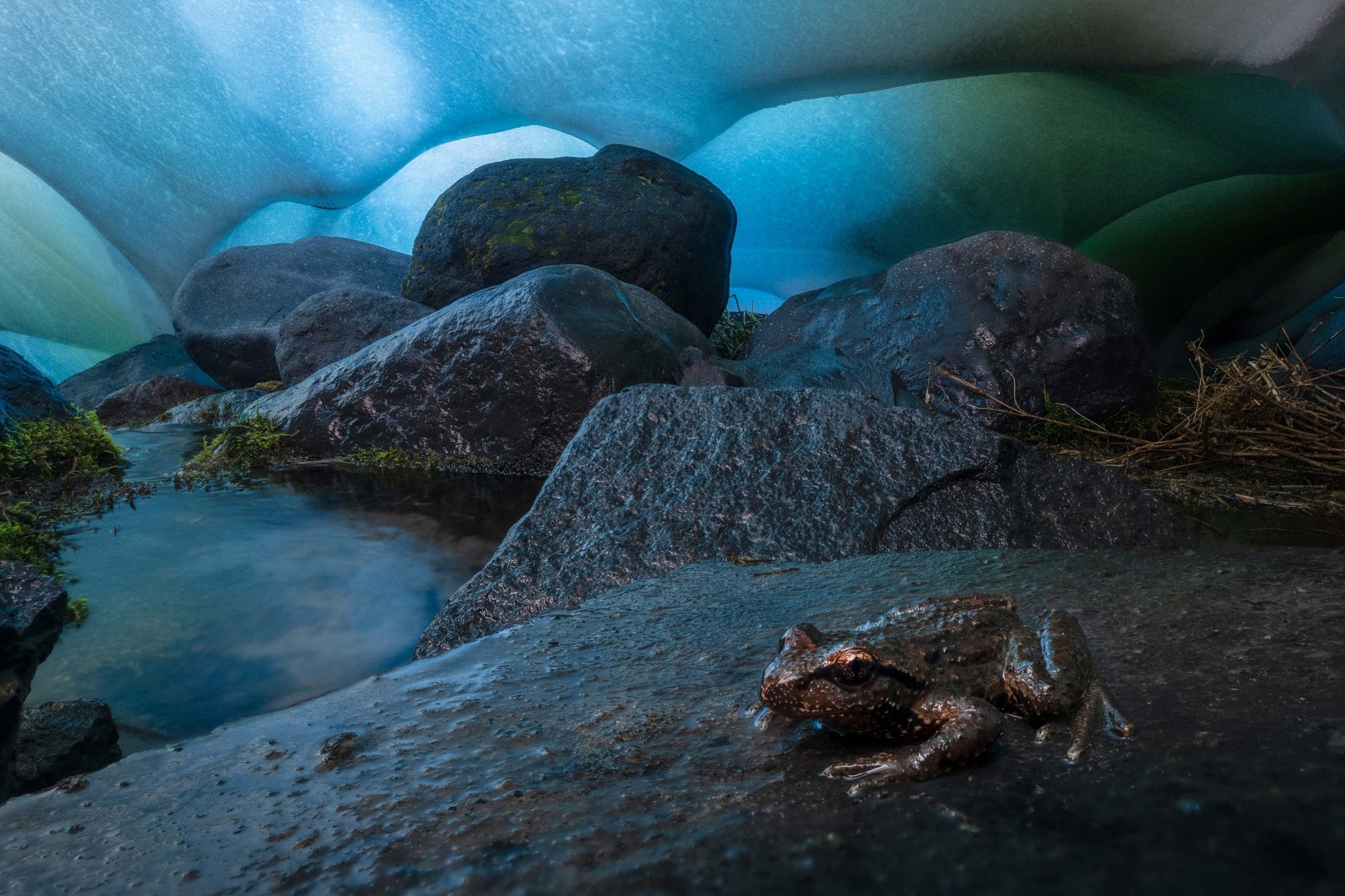 frog