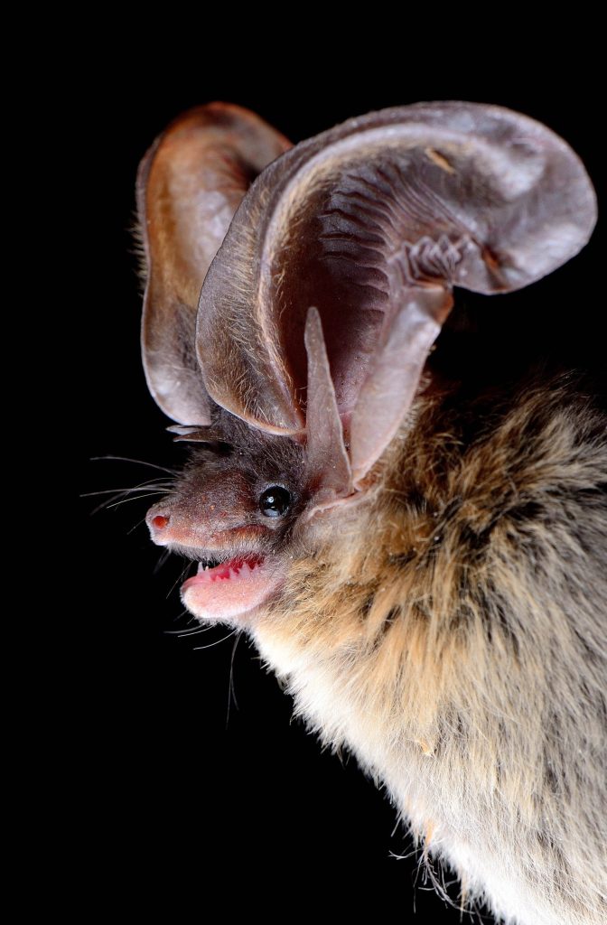 allens bat