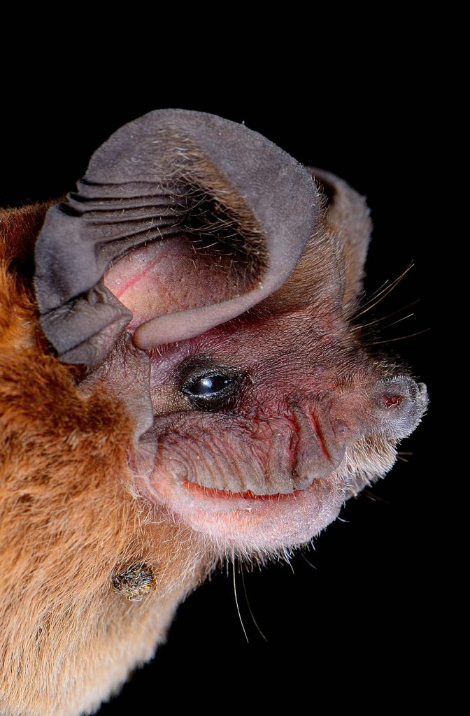 broad eared bat