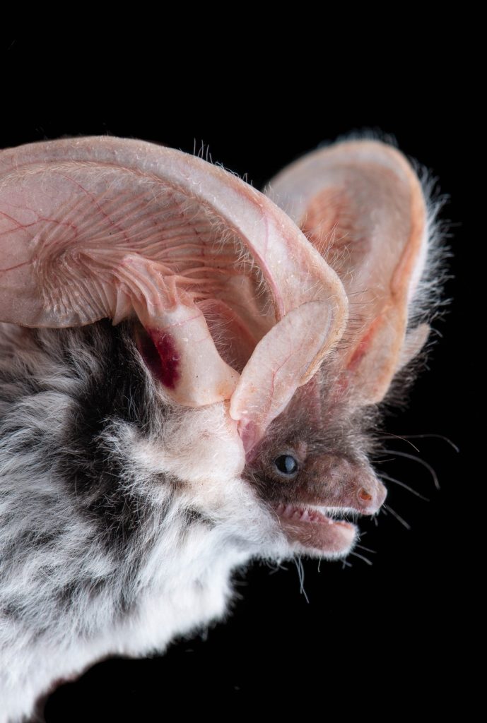 spotted bat picture close by