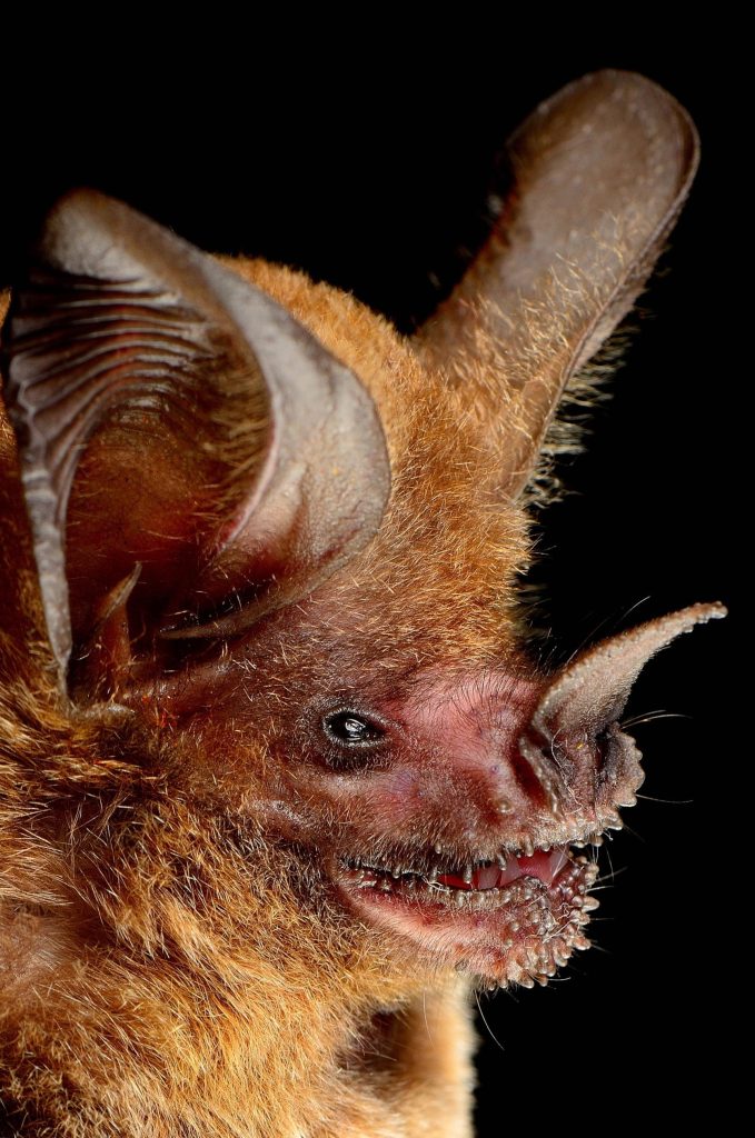 fringe bat
