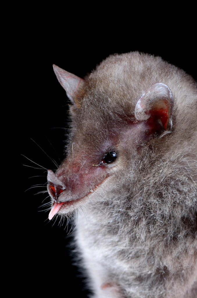 tailless bat